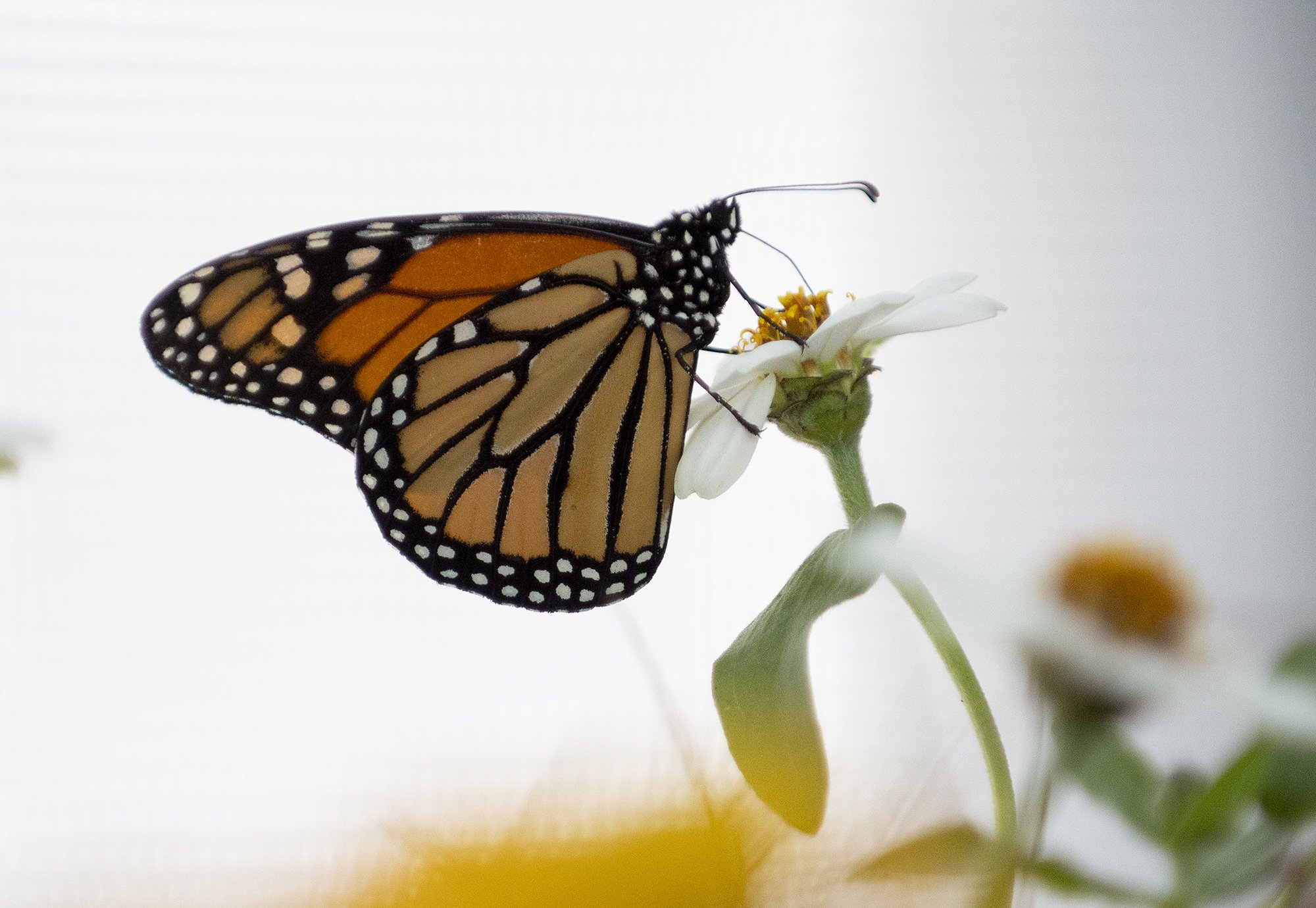 Photojournalism Sacred Heart Garden Festival offers vendors, lectures