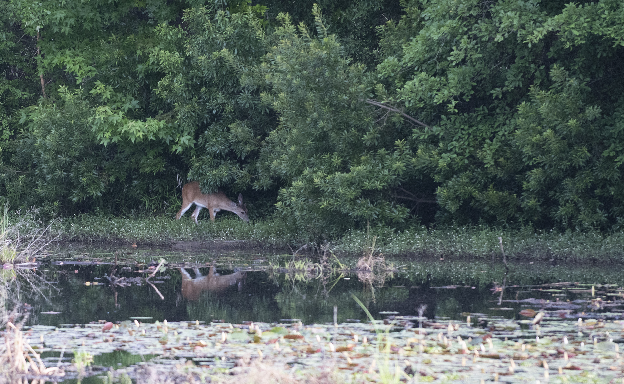 Photojournalism North Augusta Brick Yard Ponds The Augusta Press